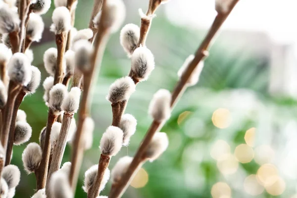 Beautiful Willow Branches Blurred Background Closeup — Stock Photo, Image