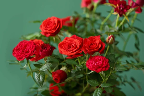 Belle Rose Rouge Pot Près Mur Couleur Gros Plan — Photo