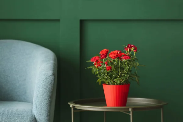 Beautiful Red Rose Pot Table Color Wall — Stock Photo, Image