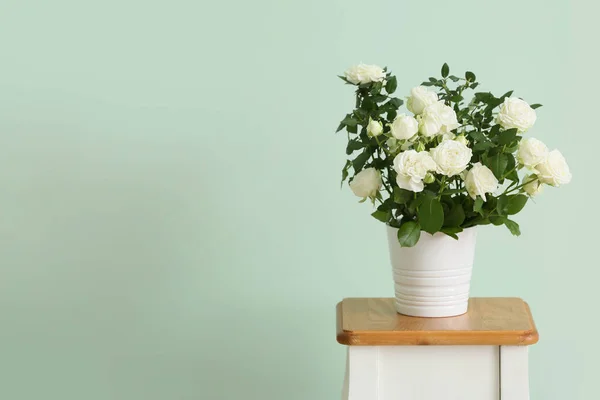 Красива Біла Троянда Горщику Стільці Біля Кольорової Стіни — стокове фото