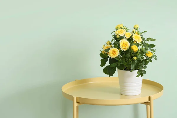 Krásná Žlutá Růže Květináči Stole Poblíž Barevné Stěny — Stock fotografie