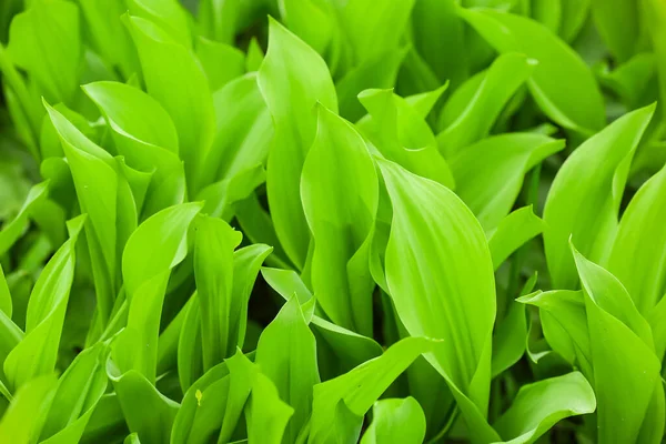 Beautiful Lily Valley Growing Garden Closeup — Stock Photo, Image