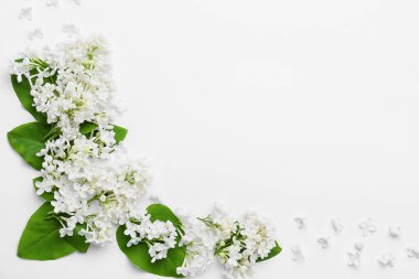 Beyaz arka planda güzel leylak çiçekleri