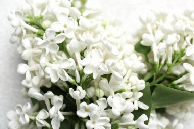 Açık arkaplanda güzel leylak çiçekleri