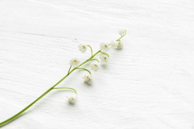 Açık ahşap arka planda, vadideki güzel zambak çiçeği.