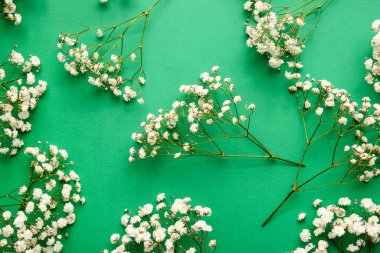 Renkli arkaplanda güzel çigila çiçekleri