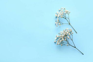 Renkli arkaplanda güzel çigila çiçekleri