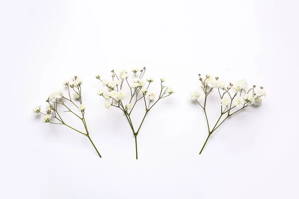 Beautiful Gypsophila Flowers White Background — Stock Photo, Image