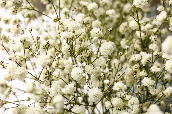 Krásné Gypsophila Květiny Bílém Pozadí Detailní Záběr — Stock fotografie