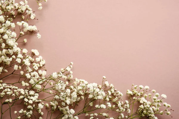 Beautiful Gypsophila Flowers Color Background — Stock Photo, Image