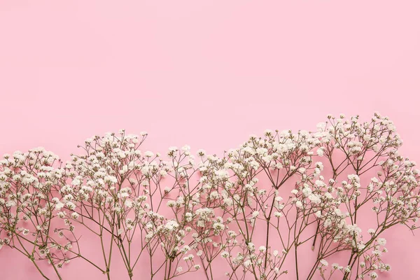 Beautiful Gypsophila Flowers Color Background — Stock Photo, Image