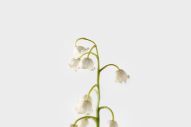 Işıklı arka planda güzel bir zambak, yakın plan.