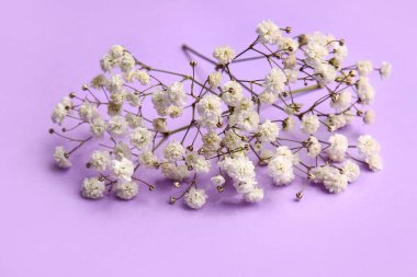 Renkli arkaplanda güzel çigila çiçekleri