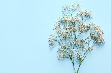 Renkli arkaplanda güzel çigila çiçekleri