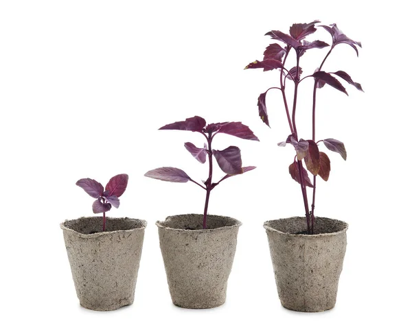 Basil Seedlings Peat Pots White Background — Stock Photo, Image