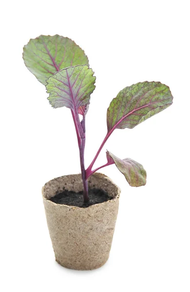 Cabbage Seedling Peat Pot White Background — Stock Photo, Image