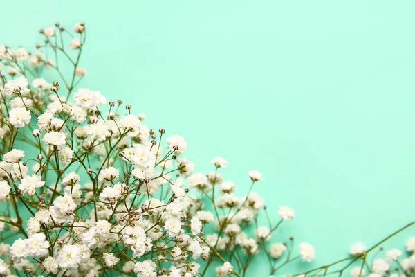 Beautiful Gypsophila Flowers Color Background — Stock Photo, Image