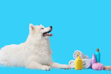 Havluları ve renk arkaplanlı şampuanı olan sevimli Samoyed köpeği.