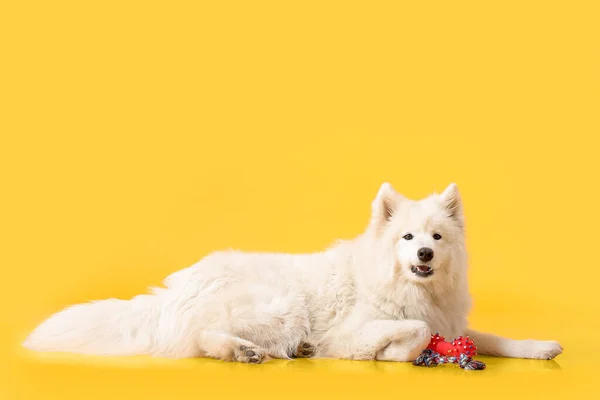 Cute Samoyed Pies Zabawką Tle Koloru — Zdjęcie stockowe