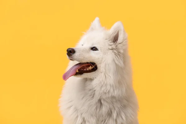 Renkli Arkaplanda Şirin Samoyed Köpek — Stok fotoğraf