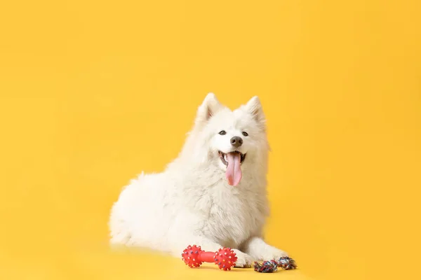 Cute Samoyed Dog Toy Color Background — Stock Photo, Image