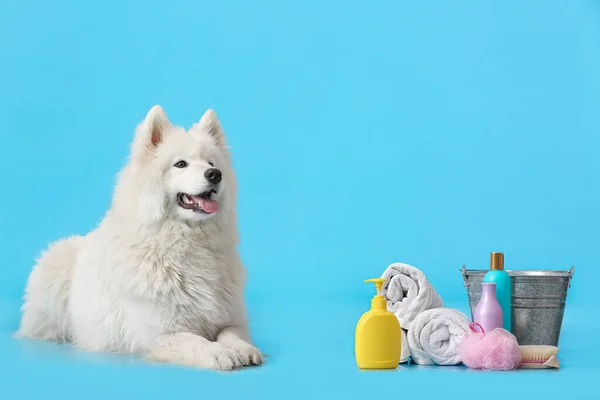 Cute Samoyed Dog Towels Shampoo Color Background — Stock Photo, Image