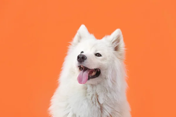 Netter Samoyed Hund Auf Farbigem Hintergrund — Stockfoto