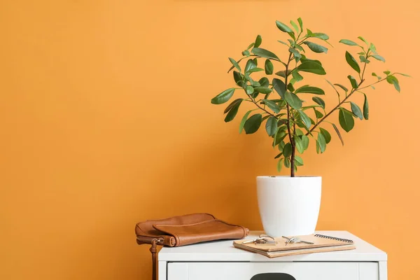 Table Houseplant Bag Keys Color Wall — Stock Photo, Image