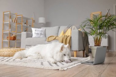 Odasında dizüstü bilgisayarı olan sevimli Samoyed köpeği.
