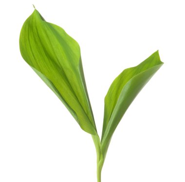 Beyaz arkaplanda taze yapraklar