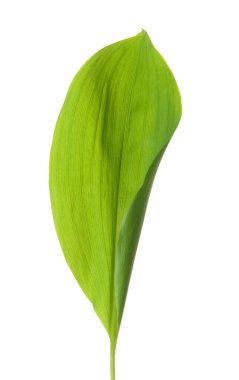 Beyaz arkaplanda taze yaprak