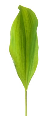 Beyaz arkaplanda taze yaprak