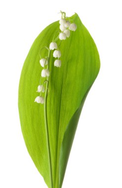 Beyaz arka planda vadideki güzel zambak çiçekleri