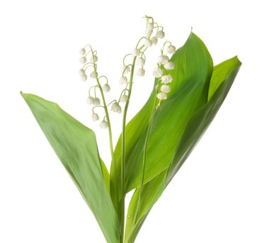 Beyaz arka planda vadideki güzel zambak çiçekleri