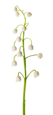 Beyaz arka planda vadideki güzel zambak çiçekleri