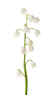 Beyaz arka planda vadideki güzel zambak çiçekleri