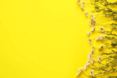 Renkli arkaplanda güzel papatya çiçekleri