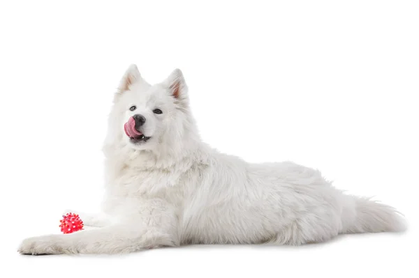 Симпатична Собака Самоті Іграшкою Білому Тлі — стокове фото