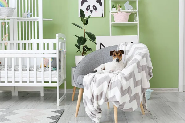 Cute Dog Lying Armchair Children Room — Stock Photo, Image