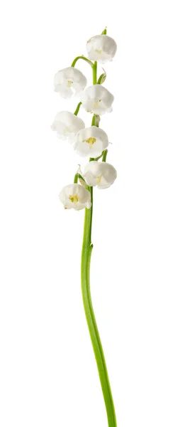 Gyönyörű Liliom Völgy Virágok Fehér Alapon — Stock Fotó
