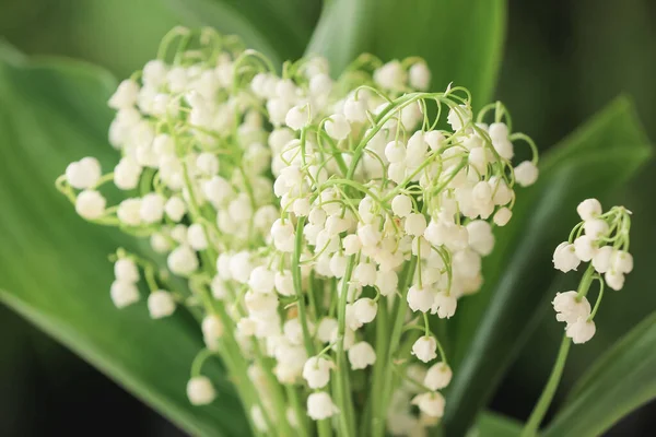 Mooie Lelie Van Vallei Bloemen Buiten Close — Stockfoto