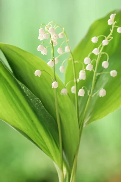 Beautiful Lily Valley Flowers Outdoors Closeup — Stock Photo, Image