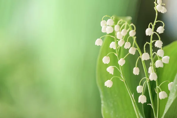 Beautiful Lily Valley Flowers Outdoors Closeup — Stock Photo, Image