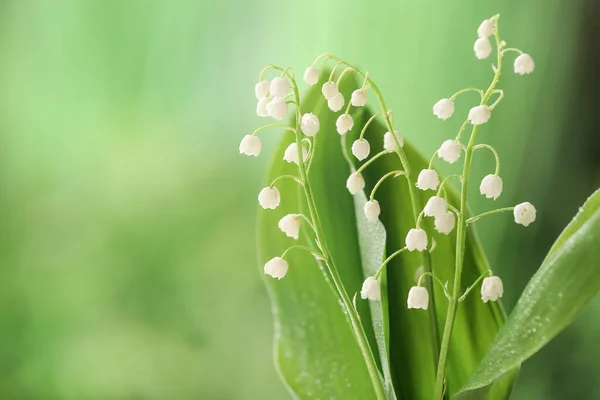 Piękne Kwiaty Lilii Dolinie Zewnątrz Zbliżenie — Zdjęcie stockowe