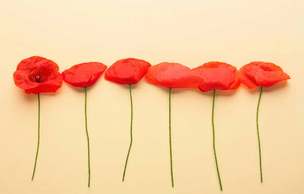 Hermosas Flores Amapola Roja Sobre Fondo Color — Foto de Stock