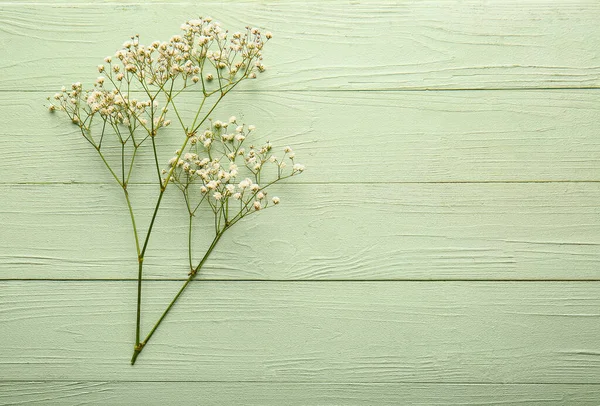 Beautiful Gypsophila Flowers Color Wooden Background — Stock Photo, Image