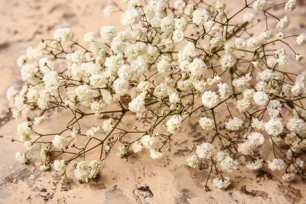 Vackra Zigenare Blommor Färg Bakgrund — Stockfoto