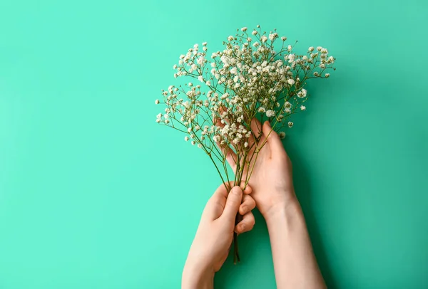 Female Hands Beautiful Gypsophila Flowers Color Background — Stock Photo, Image