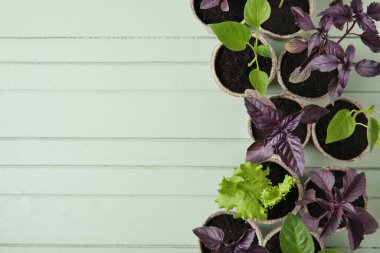 Renkli ahşap arka planda turba saksılarına fidanlar eker.