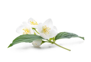 Beyaz arka planda güzel yasemin çiçekleri